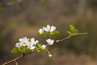 Close-up of a Pear tree bloom (Pyrus) in the 'Jardin du Grand Portage' garden in spring