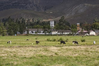 Farm of La Collpa