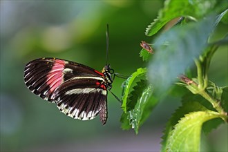 Tiger Longwing (Heliconius hecale)