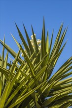 Yucca (Yucca elephantipes)