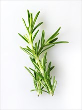 Rosemary leaves