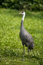 Hooded Crane (Grus monacha)