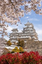 Blossoming cherry trees