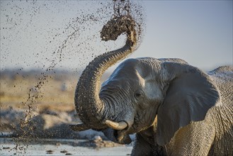 African elephant (Loxodonta africana) splashing mud at a waterhole