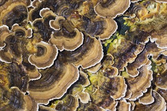 Unji mushroom (Trametes versicolor)