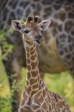 Angolan Giraffe (Giraffa camelopardalis angolensis)