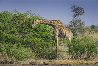 Angolan Giraffe (Giraffa camelopardalis angolensis) eating on a shrub