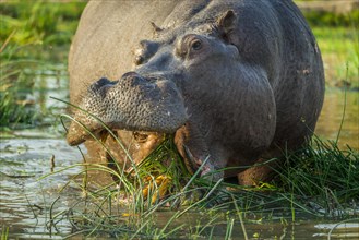Hippo (Hippopotamus amphibius)