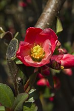 Flowering Quince (Chaenomeles superba)