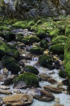 Rocks overgrown with moss covered with autumn leaves