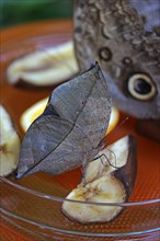 Indian Leafwing or the Malayan Leafwing (Kallima paralekta)