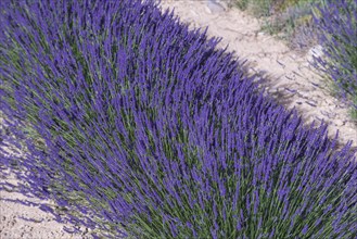 Lavender field