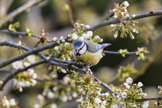 Blue Tit (Cyanistes caeruleus syn Parus caeruleus)