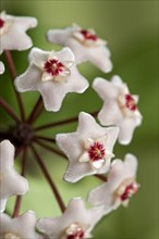 Closeup of a flower umbel of a Wax Plant (Hoya carnosa)
