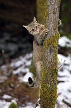Wildcat (Felis silvestris)