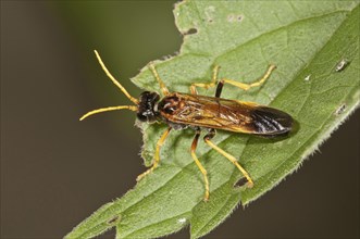 Wasp species (Amblyteles armatorius) Baden-Wurttemberg