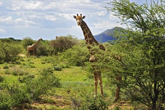 Savannah with giraffes (Giraffa camelopardalis) in Okahandja