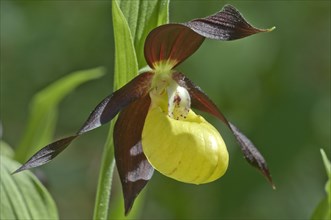 Lady's Slipper Orchid (Cypripedium calceolus)