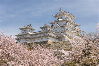 Blossoming cherry trees