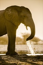 African elephant (Loxodonta africana) drinking at a waterhole