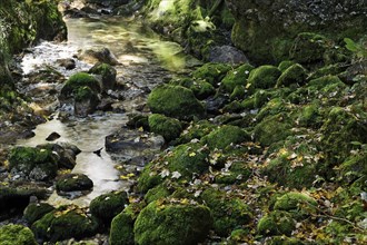 Rocks overgrown with moss covered with autumn leaves