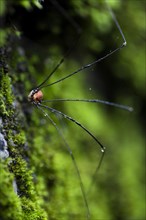 Daddy Longlegs or Harvestman (Opiliones) on moss