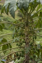 Papaya or Pawpaw (Carica papaya) on the tree