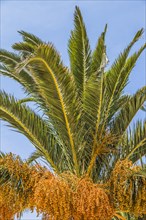 Date palm (Phoenix sp.)