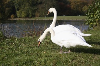 Mute swans (Cygnus olor)