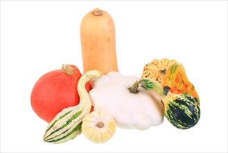 Various types of squashes or gourds: Hokkaido pumpkin