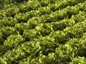 Salat growing in rows on a field