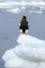 Steller's Sea Eagle (Haliaeetus pelagicus) perched on an ice floe