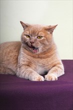 Ginger British Shorthair