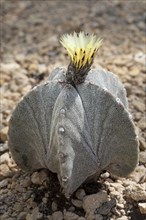 Bishop's Cap Cactus (Astrophytum myriostigma)