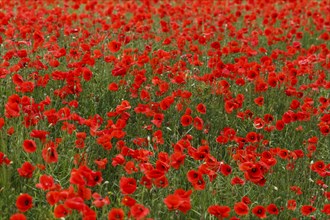 Poppy field in full bloom