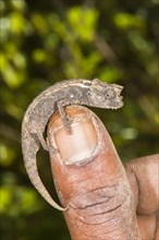 Madagascan Dwarf Chameleon (Brookesia minima)