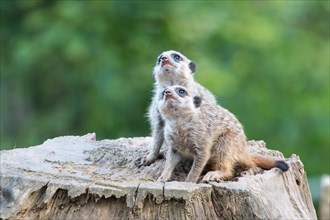 Two Meerkats (Suricata suricatta)