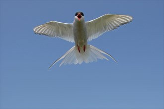Arctic tern (Sterna paradisaea) calling in flight