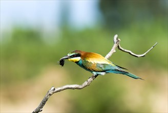 Bee-eater (Merops apiaster) sits on branch with prey