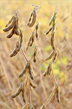 Soya beans (Glycine max) with ripe pods