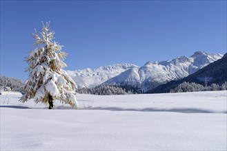 Snow-covered Larch (Larix) in a fresh snow-covered landscape