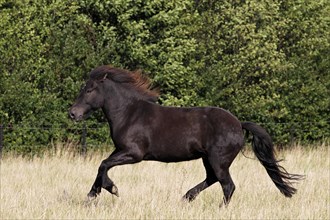 Icelandic horse (Equus przewalskii f caballus)