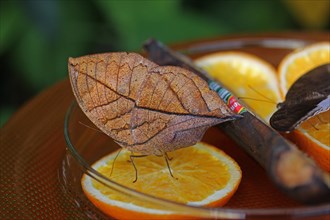 Indian Leafwing or the Malayan Leafwing (Kallima paralekta)