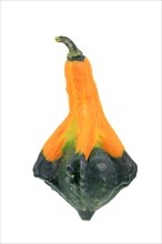 Ornamental gourd