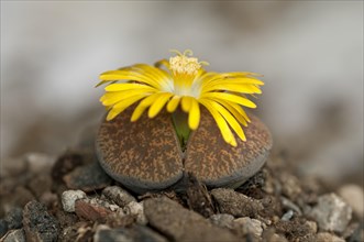 Blooming Lithops aucampiaea
