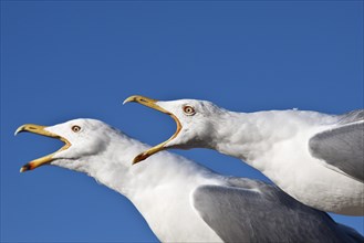 Screaming Yellow-legged Gulls (Larus michahellis)