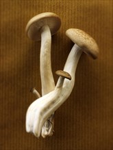 Organic Hon-Shimeji mushrooms
