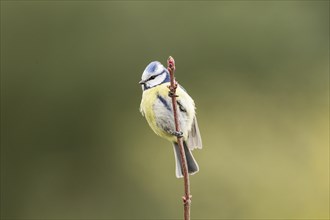 Blue Tit (Cyanistes caeruleus syn Parus caeruleus)