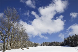 Clouds above the boundary ridge with sycamore maple trees (Acer plantanoides)