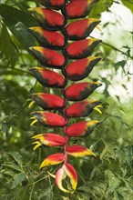 Hanging Lobster Claw (Heliconia rostrata)